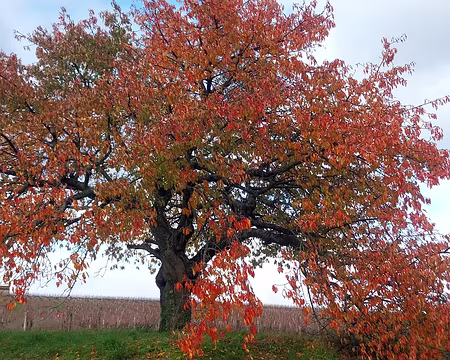 20231125_142035 Lavc59.14.100