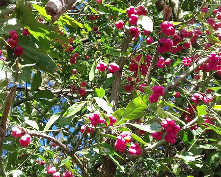 028 Fusain d’Europe