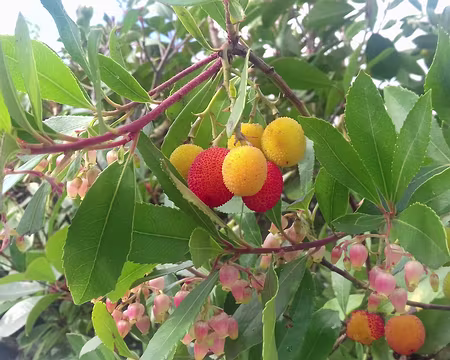 031 Arbousier (Piscop)