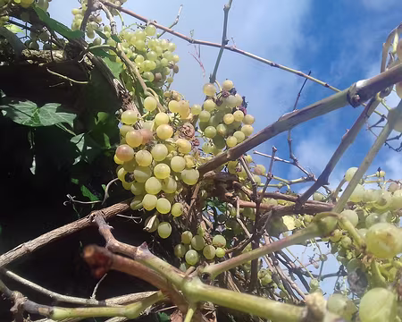 032 Belles grappes de raisin (Piscop)