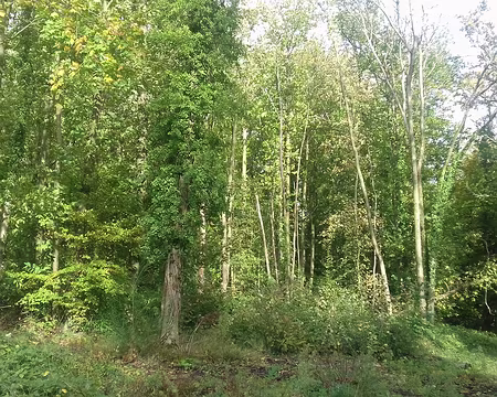 034 La forêt de Montmorency près de Piscop