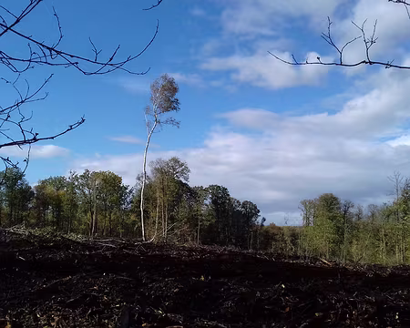 037 Parcelle déboisée