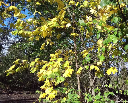 038 Erable aux couleurs de l’automne