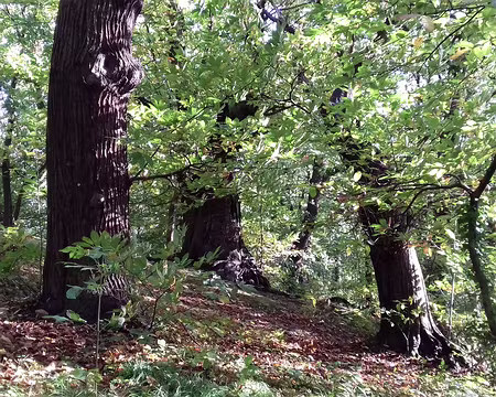 042 La châtaigneraie