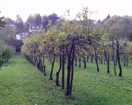 046 Un verger vu du sentier des Haras au Savat (Montmorency)
