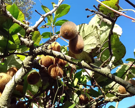 048 La saison des kiwis