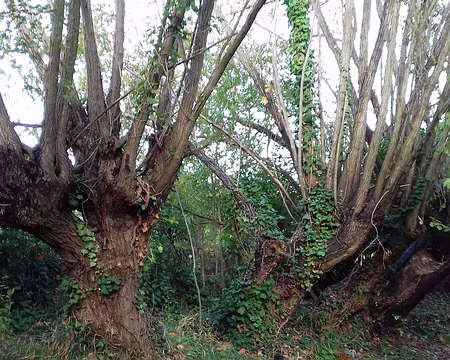 049 Arbres têtards sur les hauteurs de Groslay