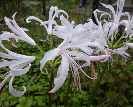 P1180356 Nérine dans le jardin de Claude