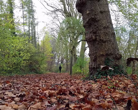 013 Le chemin (GR 1) en automne