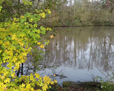 018 Erable sur les berges de l’Oise