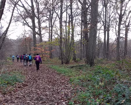 028 Dans la forêt de feuillus