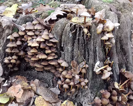 034 Exubérance automnale