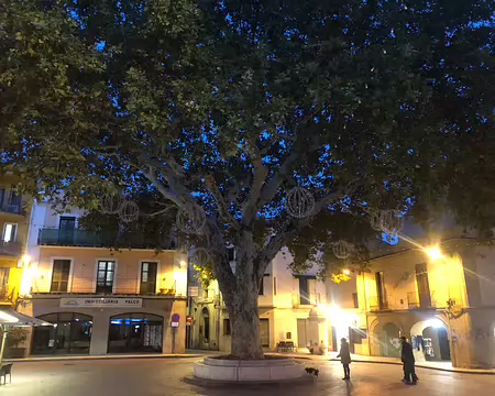 IMG_4638 Platane de la place centrale de Llança