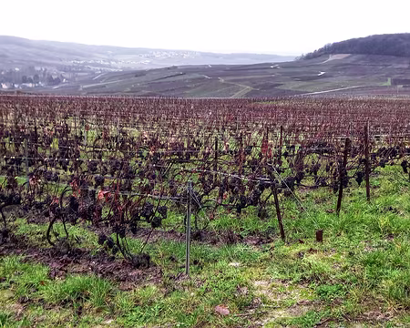 20231209_110352-01 Beaucoup de grappes n'ont pas été ramassées, en cause la surproduction et les quotas.