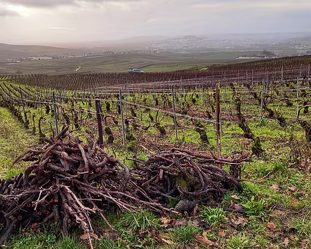 20231210_093437-01 La taille