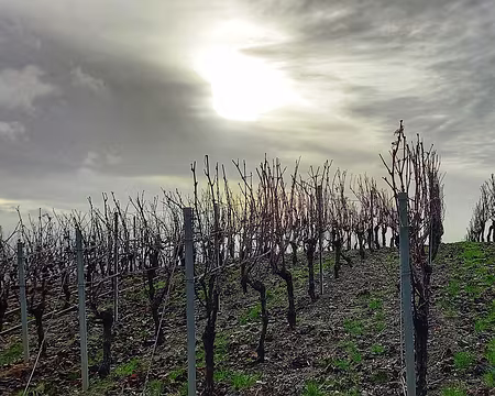 20231210_102643-01 Pas encore taillées