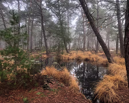 IMG_4766 mare anonyme