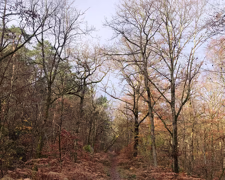 IMG_4716 la forêt au nord de Sorques