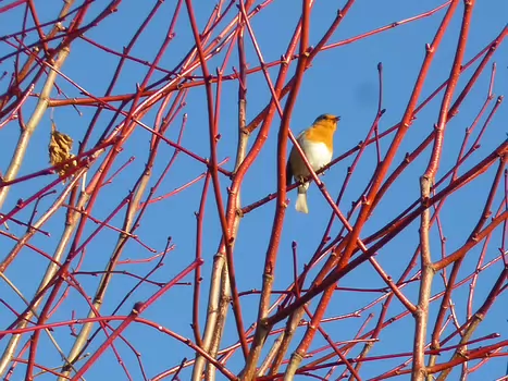 Dominique Dominique F, détail sortie