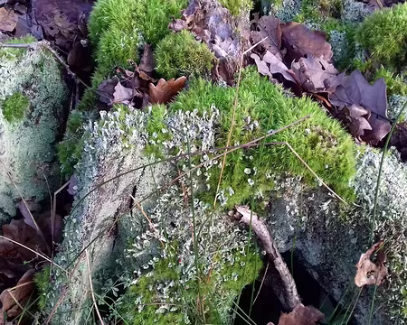 006 Mousses et lichens