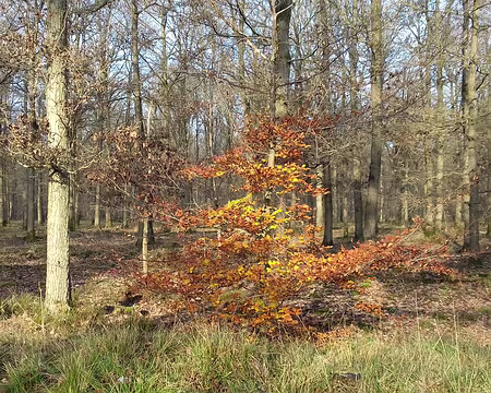 008 Paysage sylvestre