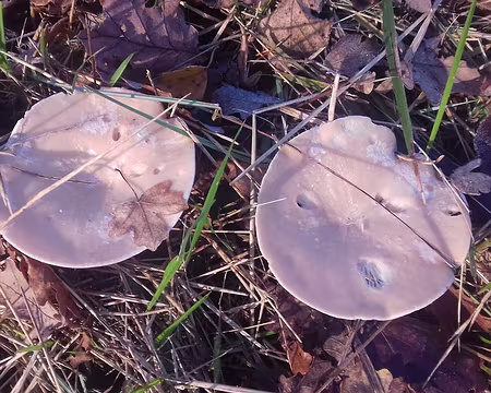 010 Lactaires près du carrefour forestier de Paris