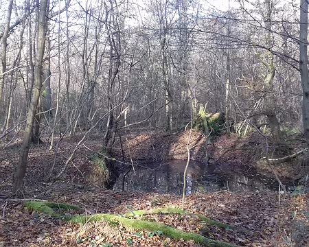 011 L’une des nombreuses mares de la forêt de Sénart