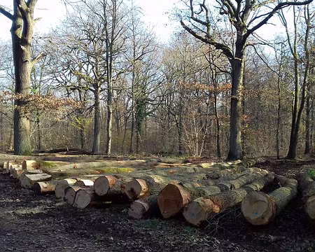 013 Grumes (chêne). La forêt de Sénart est gérée par l’ONF