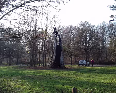 020 Le chêne d’Antin, vieux de plusieurs siècles, a subi la tempête de 1999, avant d’être incendié en 2004