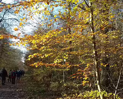 022 Couleurs d’automne sur la route forestière de la Croix de l’Ermitage en forêt de Sénart