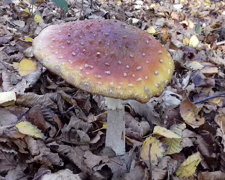 023 Amanite tue-mouches