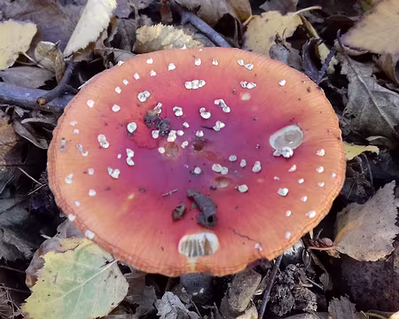 024 Egalement appelée fausse oronge, l’amanite tue-mouches est toxique