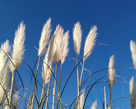 026 Herbe de la Pampa (rue du Port aux Malades, Draveil), plante ornementale originaire d’Amérique du Sud