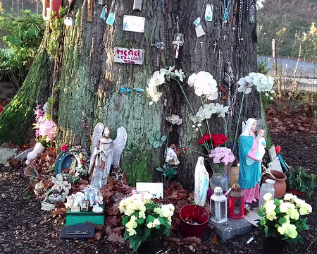 002 Cet arbre remarquable a fait l’objet de nombreux pèlerinages