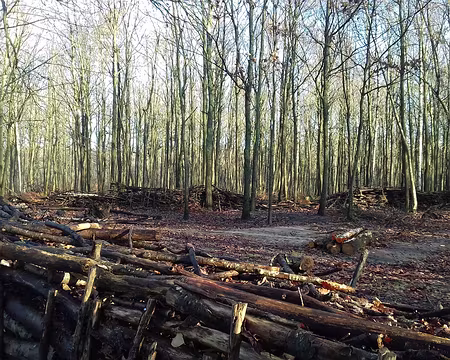 013 Zone déboisée entourée d’un plessis