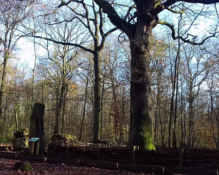 016 Les mégalithes sous le chêne des Missions dans la forêt de Meudon