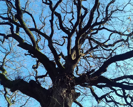 020 Le houppier du chêne des Missionnaires (32 m d’envergure)