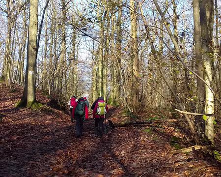 023 Ombre et lumière dans la forêt