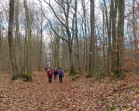 035 Arrivée dans la forêt domaniale de Fausses-Reposes est une ancienne forêt royale