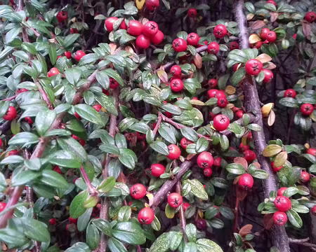 041 Merci Bernard pour cette belle randonnée en forêt