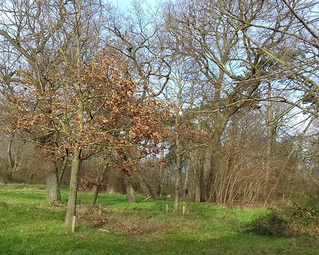 022 Soleil au bois de Boulogne