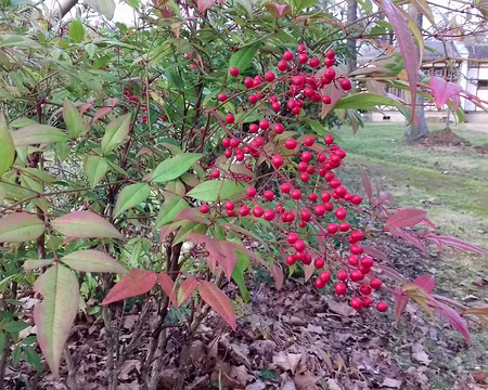 032 Nandina (bambou sacré)