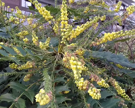 011 Mahonia