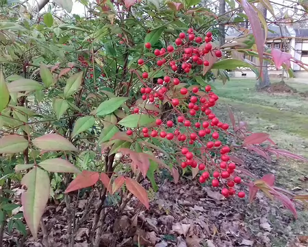 032 Nandina (bambou sacré)