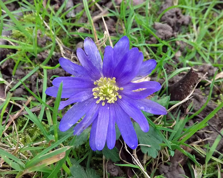 025 Anémone de Grèce