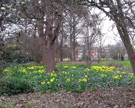 026 Jonquilles dans le parc Marcel Rosette à Vitry-sur-Seine