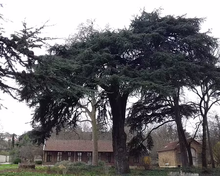 027 Cèdre dans le parc
