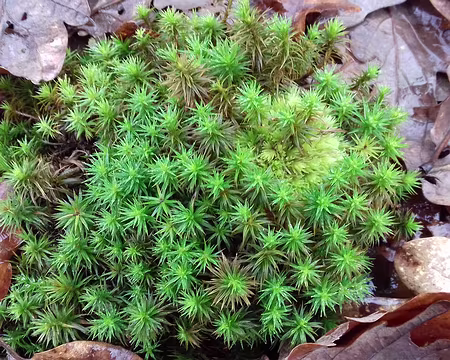 009 Mousse (Polytric commun)