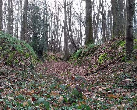 021 La forêt en hiver