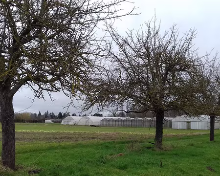 030 Pommiers et serres